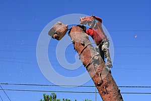 Tree trimmer cutting down pine tree