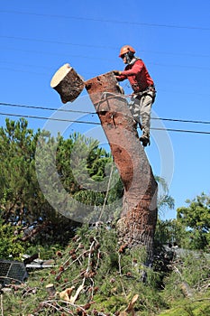 Tree trimmer cutting down pine tree photo