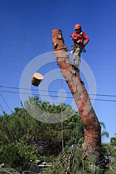 Tree trimmer cutting wood off pine tree
