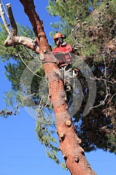 Un árbol recortadora sobre el manos en pino un árbol 