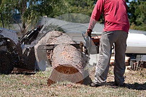 Tree trimmer using chainsaw on pine tree log