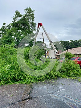 Tree trimmers and fallen tree