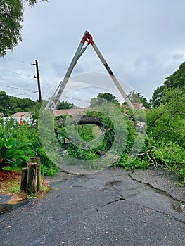 Tree trimmers and fallen tree