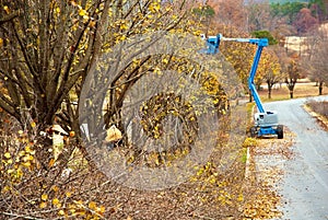 Tree Trimming