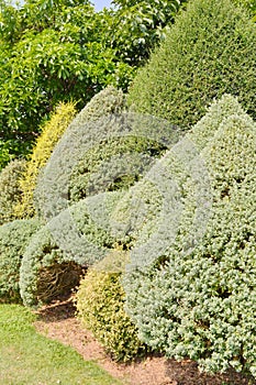 Tree Trimming.