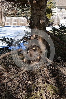 Tree trimming of branches on a pine