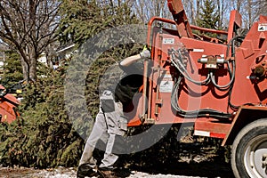 Tree trimming shredding machine