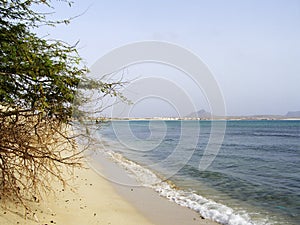 Tree on tropical beach with white sand, Cape Verde