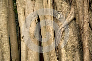 Tree truck Ficus altissima textures