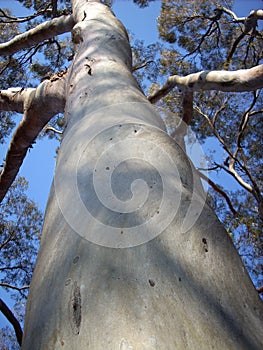 Tree trunck photo