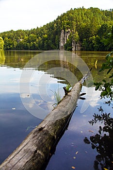 Tree trung in lake