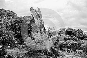 Tree trunk