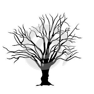 Leafless tree isolated editable