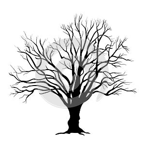 Tree branches leafless