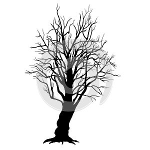 Tree branches without leaves