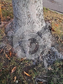 Tree trunk