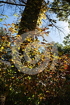 Tree trunk above thick leafy brush in autumn, early morning sunlight from right side with blue sky beyond