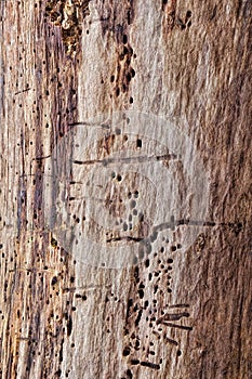 Tree Trunk Abstract