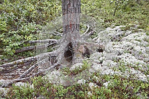 Tree trunk with aerial roots and green plants. Nature