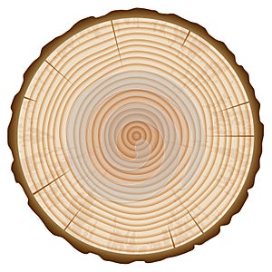 Tree Trunk Annual Rings Section