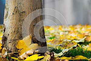 Tree trunk among autumn leaves