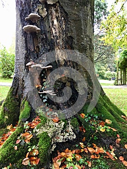 Tree trunk at Autumn time