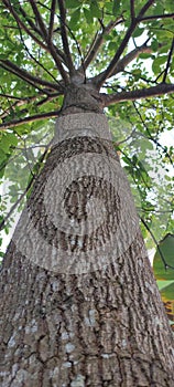 Avicado Tree trunk in the forest photo