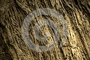 Tree trunk background