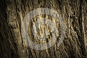 Tree trunk background