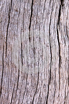 Tree Trunk Background