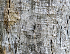 Tree Trunk Background