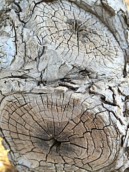 A tree trunk background