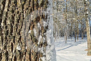 Tree trunk on a background of forest in winter