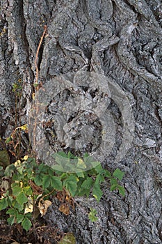 Tree trunk background structured nature element photo