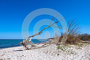 Tree trunk on the Baltic Sea coast on the island Poel, Germany