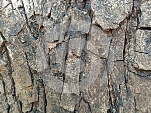 Tree (trunk) bark background texture abstract pattern
