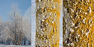 Tree with trunk and bark