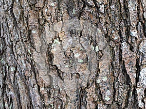 Tree Trunk Bark with Deep Fissures