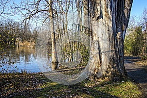 Tree trunk without bark due to a wind storm on a  fall cloudy blue sky