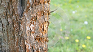 Tree trunk bark and green lawn. Bark of a tree macro. Background.
