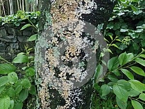Tree trunk and bark with green and white lichen