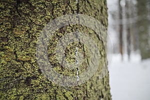 tree trunk bark macro texture background photo winter snow forest wild nature