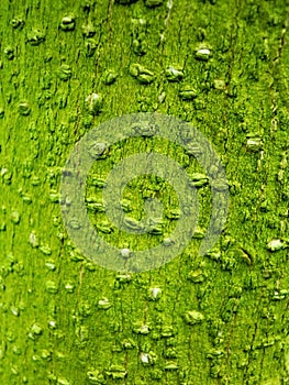 Tree trunk bark and moss texture, fresh green background