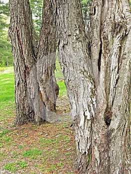 Sugar Maple Tree trunk bark