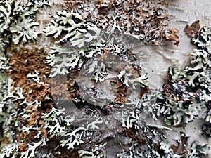 Tree trunk bark in summer forest macro photo