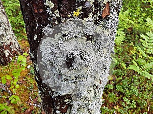 Tree trunk bark in summer forest macro photo