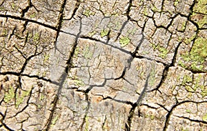 Tree trunk bark texture background
