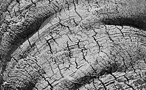 Tree trunk bark texture background