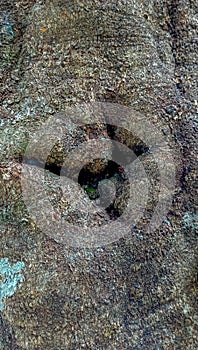 Tree trunk bark, texture suitable for background.