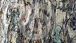 Tree trunk bark, texture suitable for background.